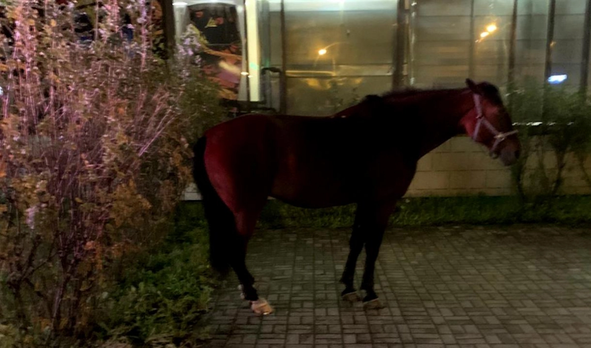 Петербуржцы встретили одинокую лошадь на площади Конституции - tvspb.ru