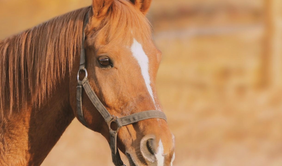 10 лет лагерей за убийство гнедой лошади. Суровый приговор в блокадном Ленинграде - tvspb.ru