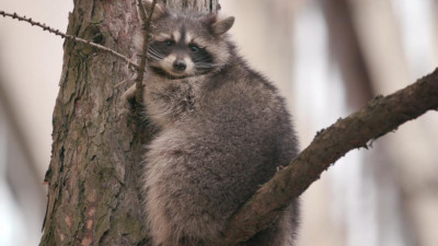 Енота, застрявшего на дереве на Суздальском, спасли. Он просидел там порядка семи часов