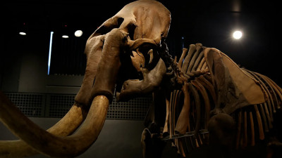 Ученые из Петербурга помогли установить причину вымирания мамонтов в Сибири