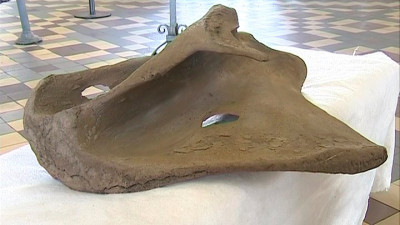 С помощью лопатки, найденной в Ленобласти, могут возродить популяцию мамонтов. Репортаж