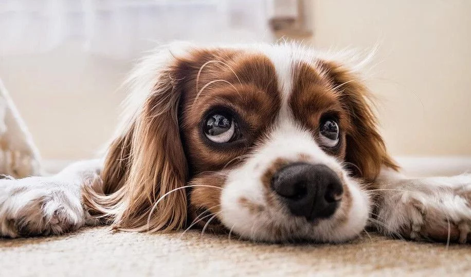 Кинологи рассказали владельцам собак, как правильно выходить из самоизоляции - tvspb.ru