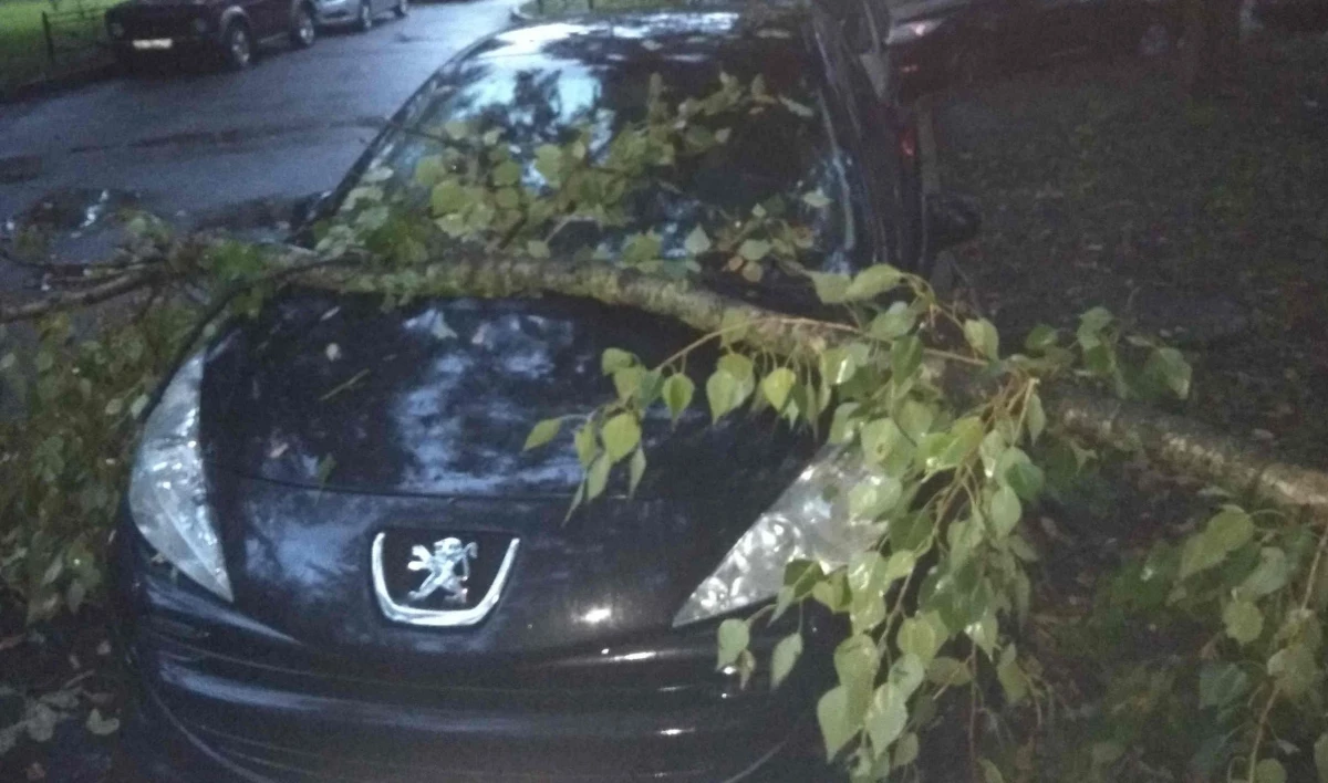 Ночной шторм в Петербурге ломал ветви деревьев - tvspb.ru