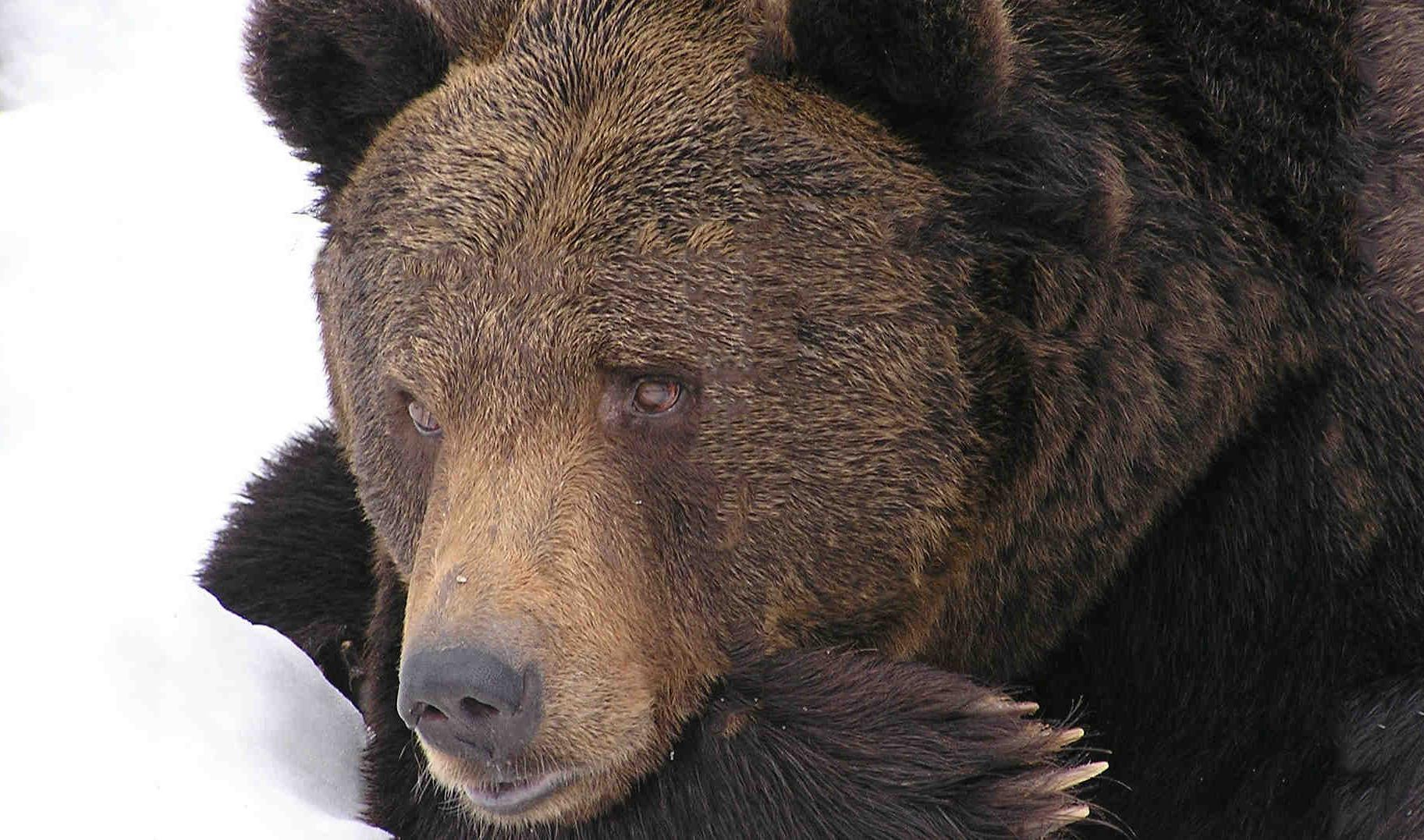 Медведь даун