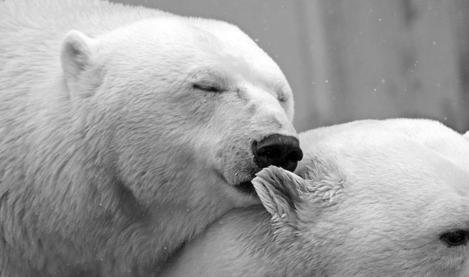 Белых медведей на Новой Земле усыпят и вывезут за пределы поселения - tvspb.ru