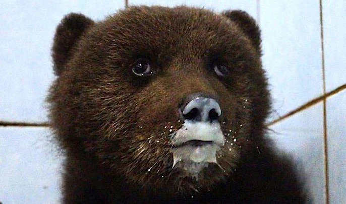 В Ленобласти раненый медвежонок пришел к людям за помощью - tvspb.ru