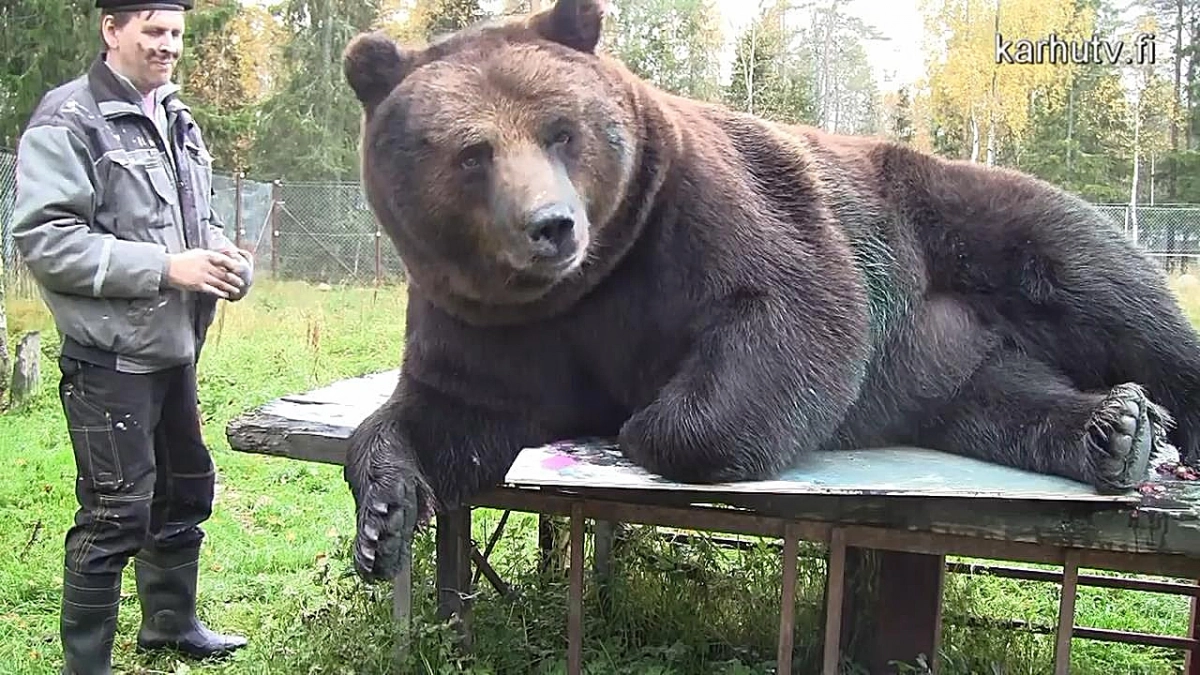 В Финляндии открылась выставка картин, созданных медведем - tvspb.ru