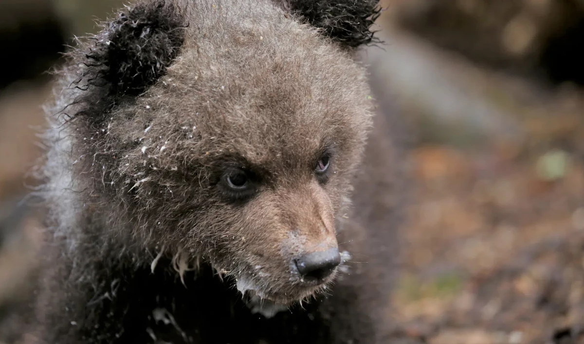 Биолог рассказал об уникальной методике спасения медвежат-сирот Валентина Пажетнова - tvspb.ru