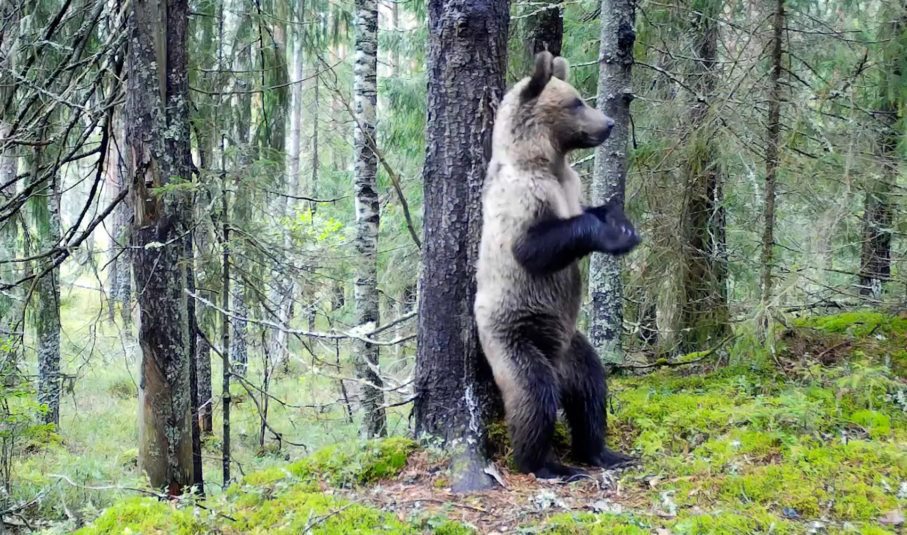 Песня танцующие медведи. Медведь на дереве. Медведи в Ленобласти. Медведи в лесах Ленобласти. Медведь в лесу ЛЕНОБЛАСТЬ.
