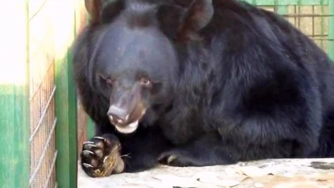 Сбежавшего гималайского медведя нашли в пяти километрах от питомника - tvspb.ru