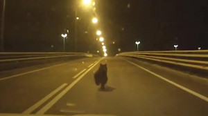 На Ям-Ижорском шоссе петербурженка за рулём автомобиля чудом избежала столкновения с медвежонком