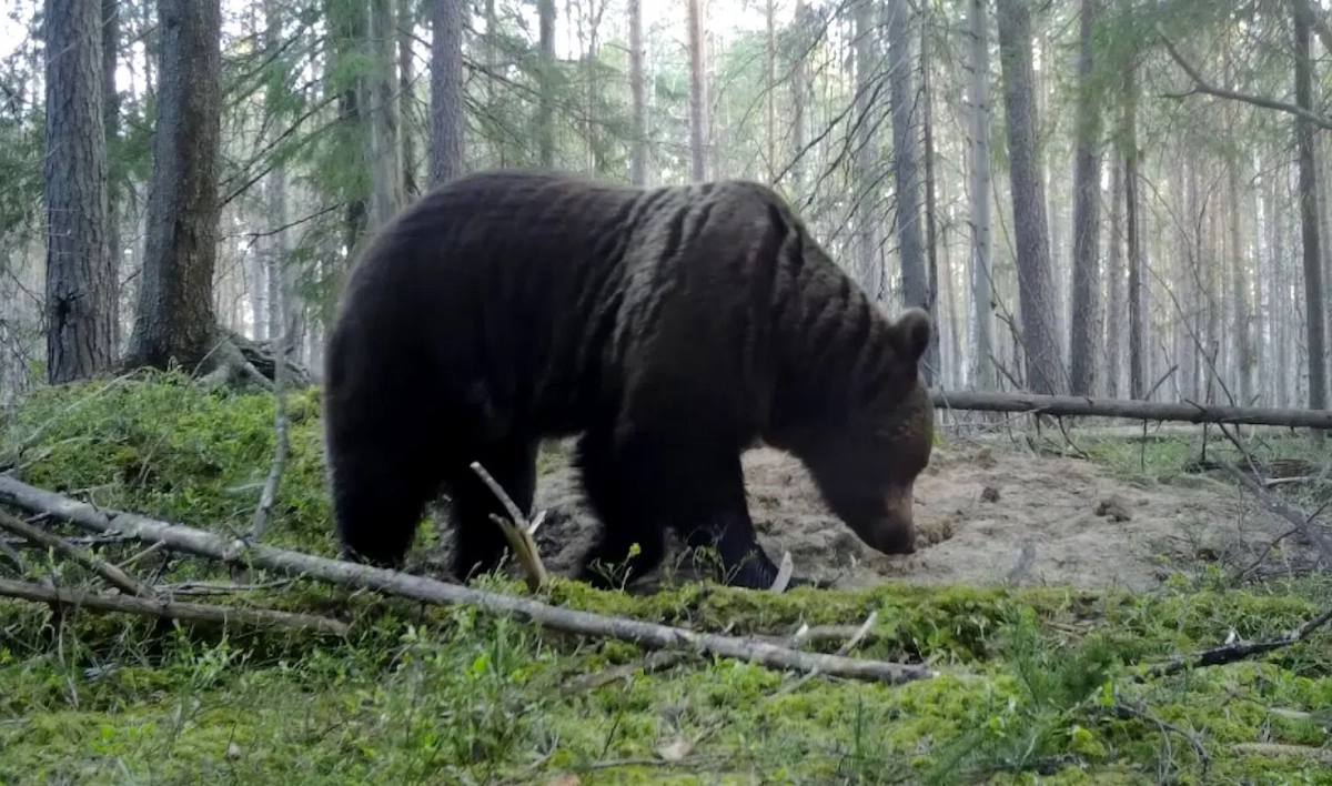 Видеоловушка «поймала» огромного медведя в Ленобласти - tvspb.ru