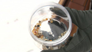 Микропластик на берегах Финского залива