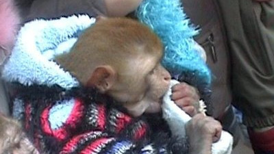 Лолиту Милявскую не пустили на Украину к больной дочери