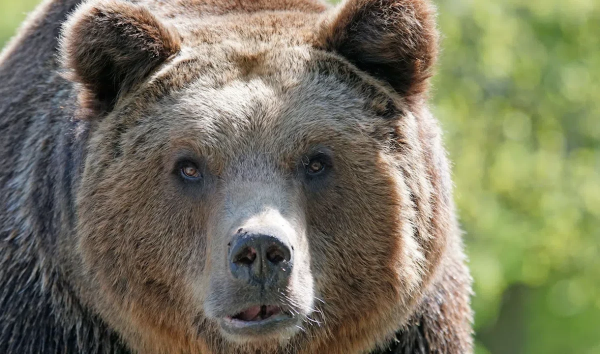 Деревню Конново в Ленинградской области посетил медведь - tvspb.ru