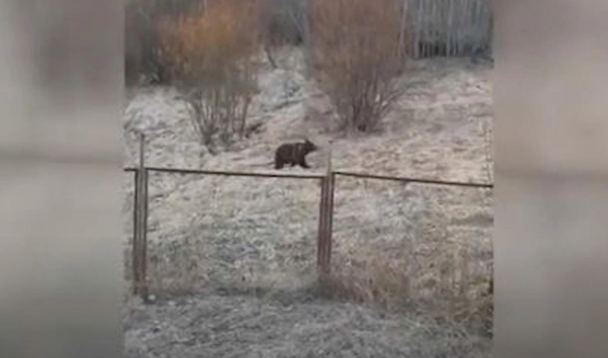 В Ленобласти медведь вышел на прогулку в поселок - tvspb.ru