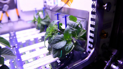 На борту МКС расцвел космический перец Чили