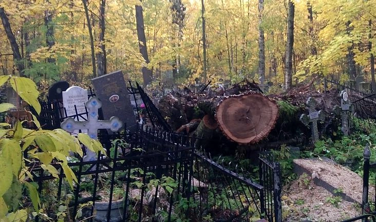 Падением спиленных деревьев на надгробия на Серафимовском кладбище заинтересовалась прокуратура - tvspb.ru