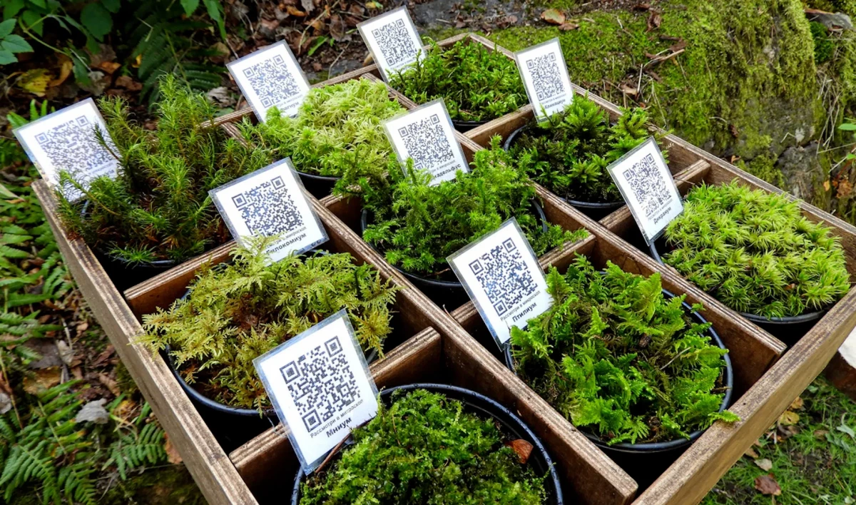 «Парк Монрепо» приглашает всех желающих увидеть «Мир мха» - tvspb.ru