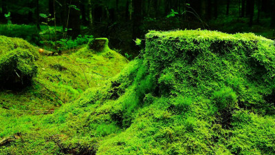 Ученые выявили зависимость роста мха от лунных циклов