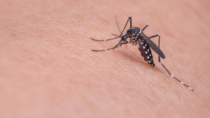 Как не стать элементом их пищевой цепочки: действенные способы борьбы с городскими комарами и мокрецами