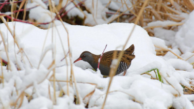 Орнитологи впервые встретили зимующего водяного пастушка в Ленинградской области