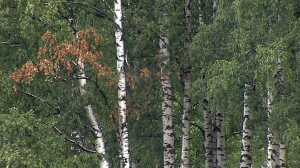 Вырубка деревьев в Муринском парке