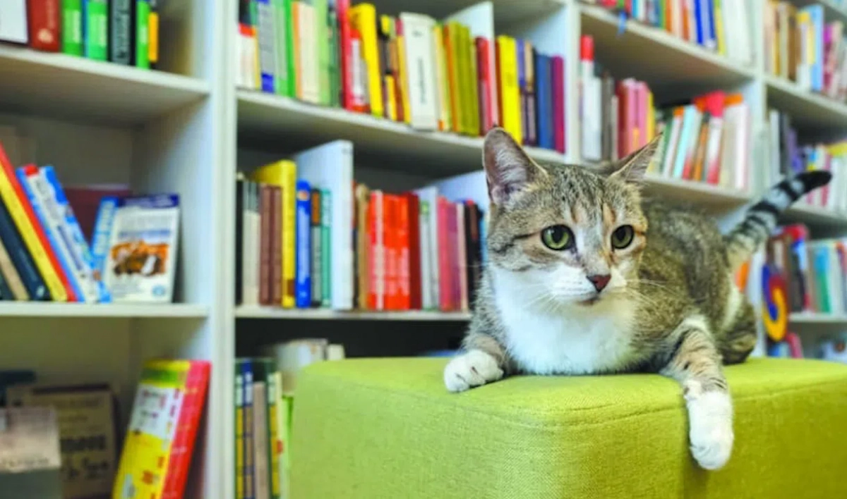 Победителем премии-переписи служебных котов стала кошка-библиотекарь Муся - tvspb.ru