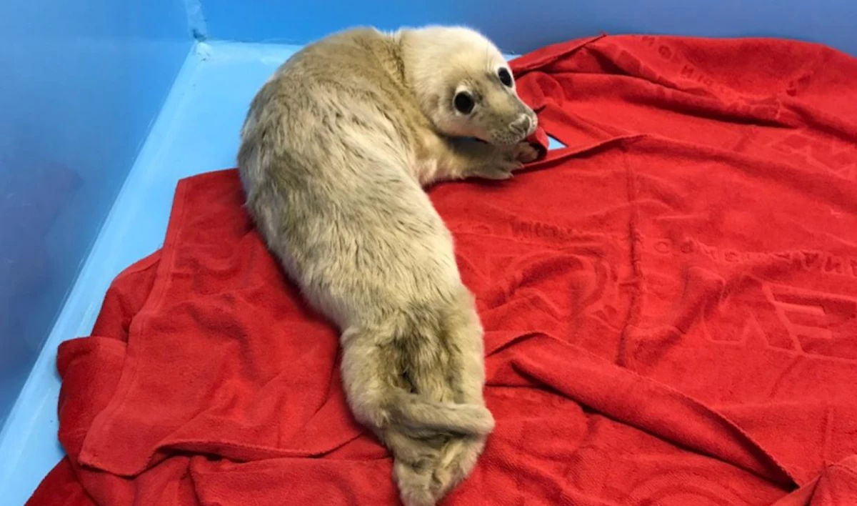 В петербургском фонде помощи тюленям — два новых пациента - tvspb.ru