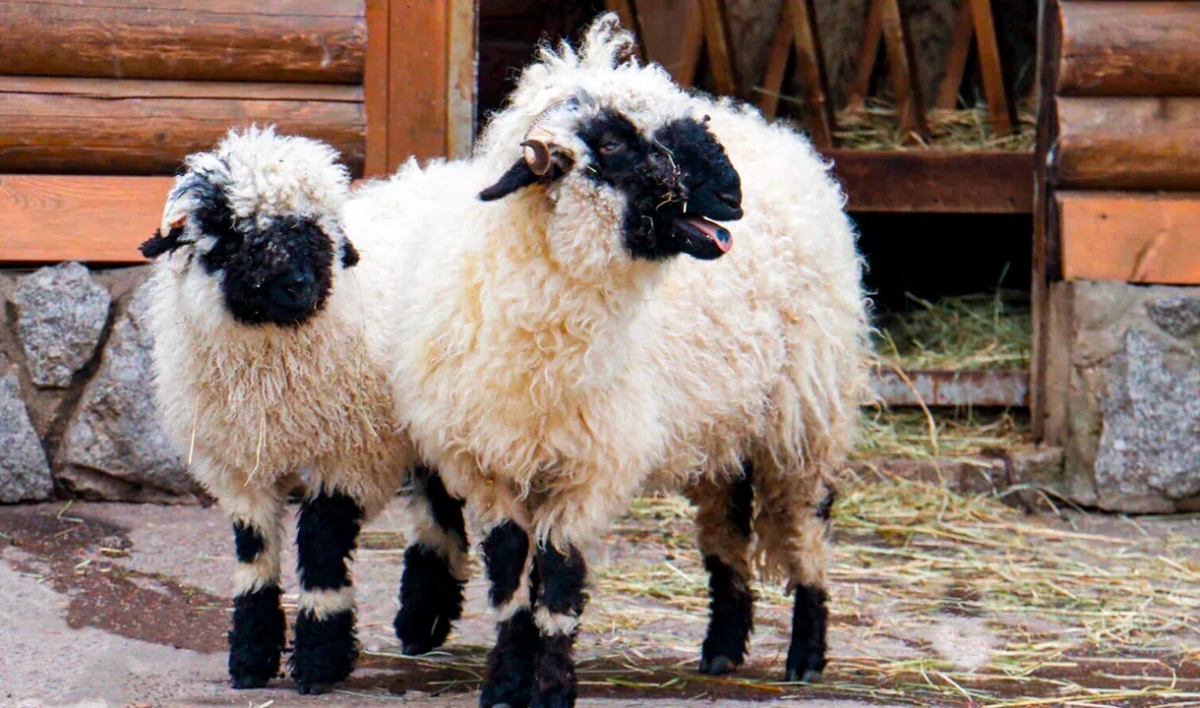 В Ленинградском зоопарке показали новую стрижку валлийских овец - tvspb.ru