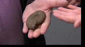 Находки палеонтологов