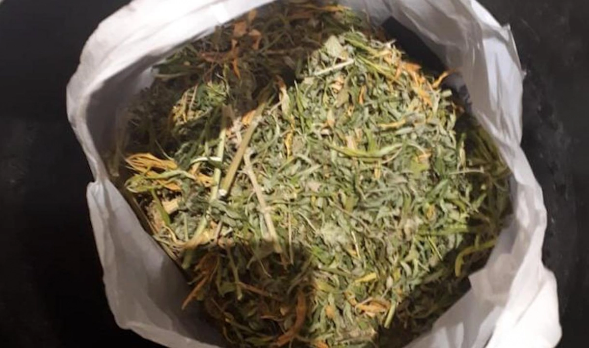 Полицейские изъяли почти 4 кг марихуаны у троих жителей Калининского района - tvspb.ru