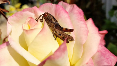 В скором времени россияне смогут есть мясо и хлеб из белка насекомых