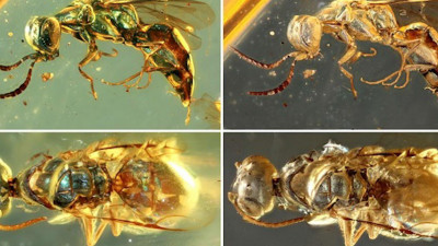 Ученые смогли узнать цвет насекомых времен динозавров благодаря янтарю
