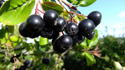 Ученые рассказали, какие продукты убивают коронавирус
