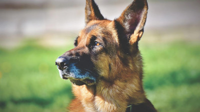 Плюсы и минусы. Кинолог рассказал, как собаки будут выявлять коронавирус у россиян