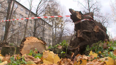До 28 метров в секунду: в Петербурге продолжается разгул стихии