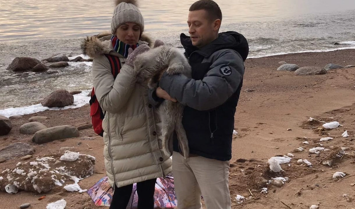 Петербуржцы спасли еще двух детенышей балтийской нерпы - tvspb.ru
