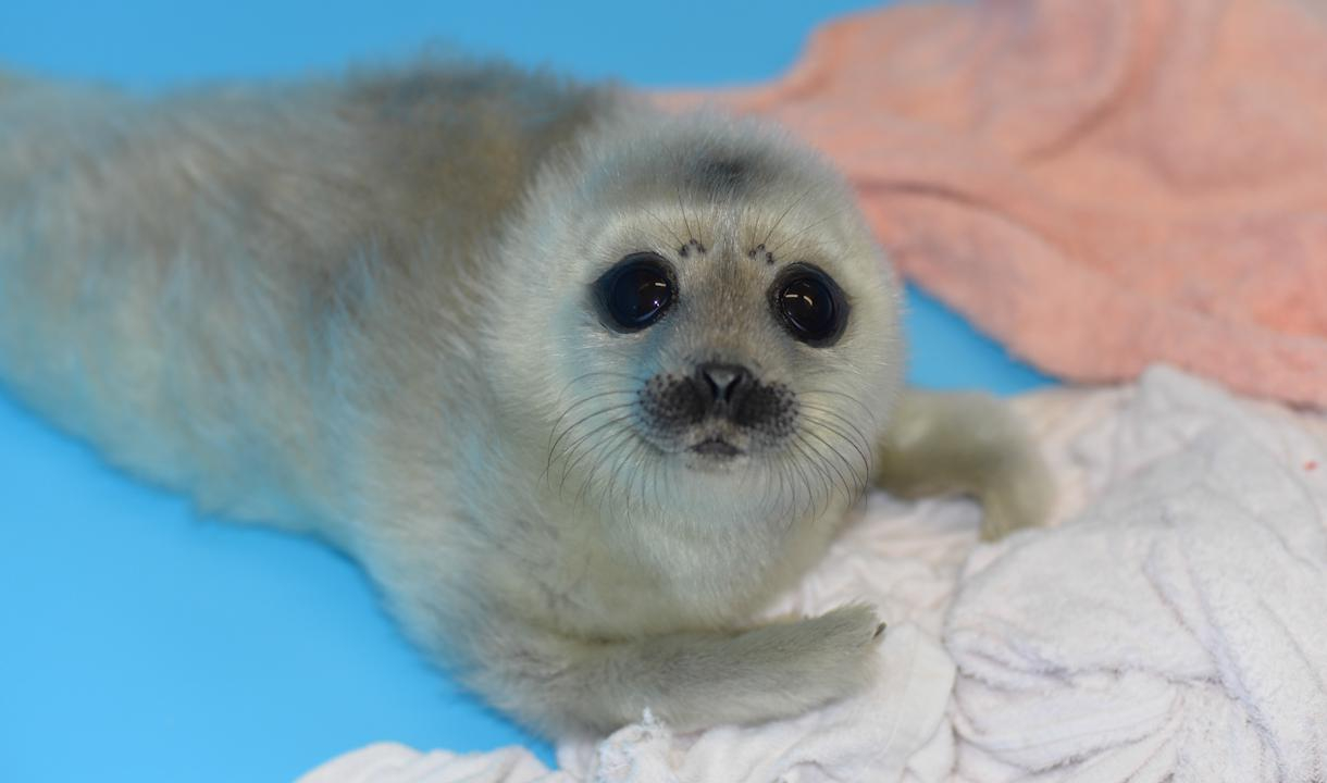 С начала года в Ленобласти спасли 10 нерпят и одного тюлененка