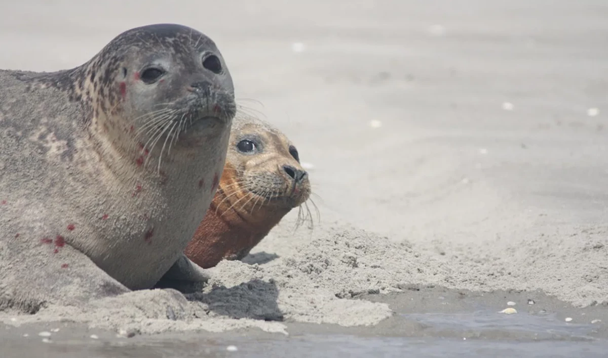 За жизнью сайменских нерп в Финляндии снова можно наблюдать онлайн - tvspb.ru
