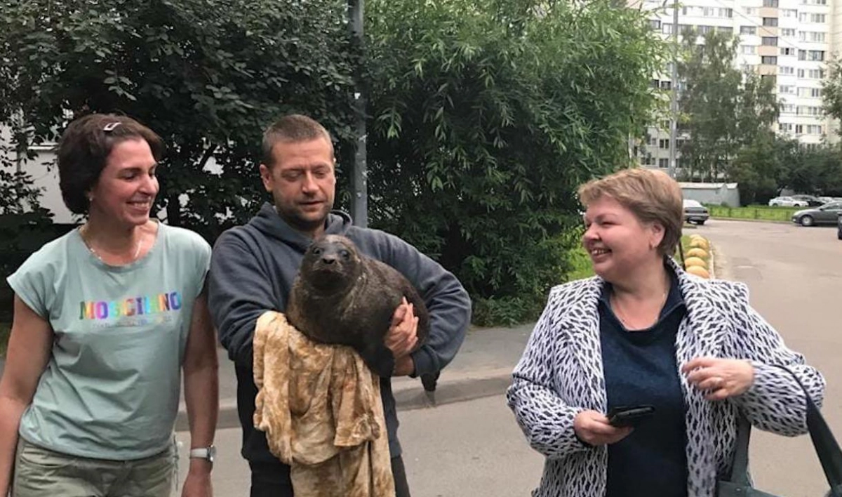 Как петербуржцы спасли нерпенка. Ветеринары рассказали о возвращении Шлиссика - tvspb.ru