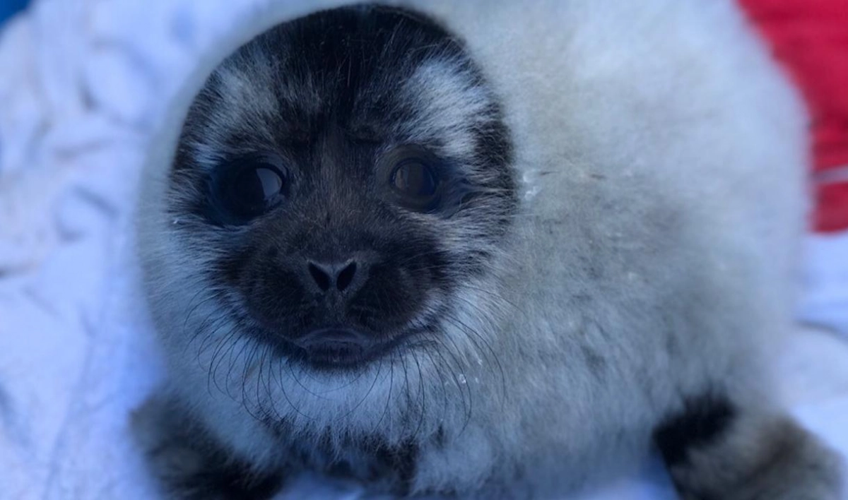 Спасенные петербуржцами тюлени проведут 2 месяца под присмотром ветеринаров - tvspb.ru