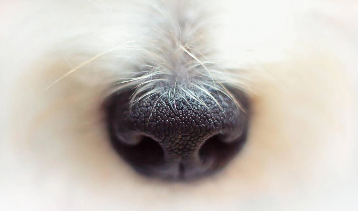 Ученые надрессировали собак распознавать коронавирус у человека по запаху пота - tvspb.ru