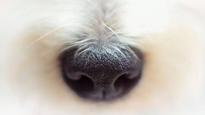 Ученые надрессировали собак распознавать коронавирус у человека по запаху пота