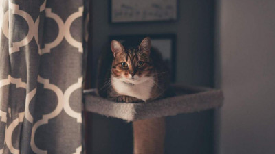 Ветеринар рассказала, стоит ли прививать от COVID домашних животных