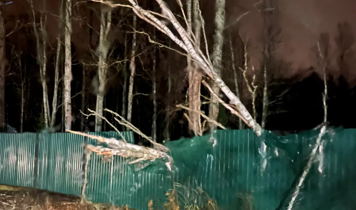 Упавшие деревья оставили дороги в Курортном районе без освещения - tvspb.ru