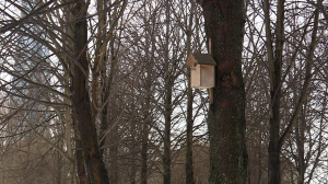 Уютные дома для перелётных птиц. Как правильно вешать скворечники и чем кормить пернатых?