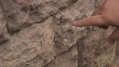 Окаменелости времен палеозоя нашли в облицовке петербургской школы