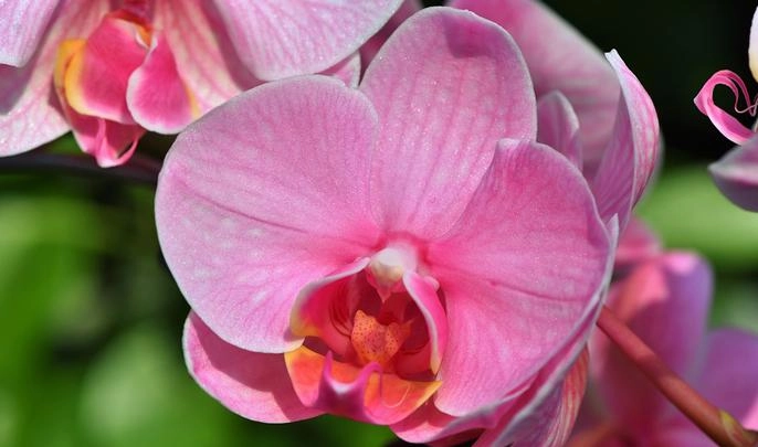 Выставка орхидей и бромелий открывается в Ботаническом саду - tvspb.ru