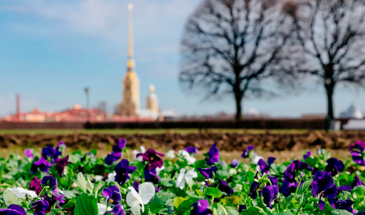 Цветы для петербургских клумб перед посадкой прошли процедуру закаливания - tvspb.ru